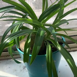Spider Plant